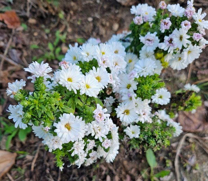  - Crizanteme 22 23 24