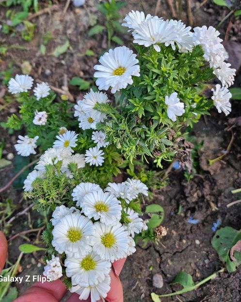  - Crizanteme 22 23 24