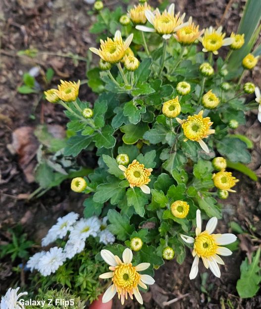  - Crizanteme 22 23 24