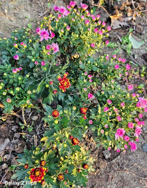  - Crizanteme 22 23 24