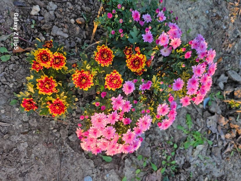  - Crizanteme 22 23 24