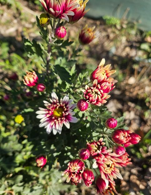  - Crizanteme 22 23 24