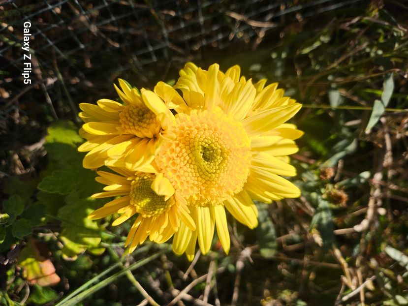 b51fcb22-a399-4fee-b1b5-e6984f970f16-1_all_75704 - Crizanteme 22 23 24