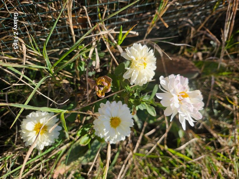 b51fcb22-a399-4fee-b1b5-e6984f970f16-1_all_75703 - Crizanteme 22 23 24