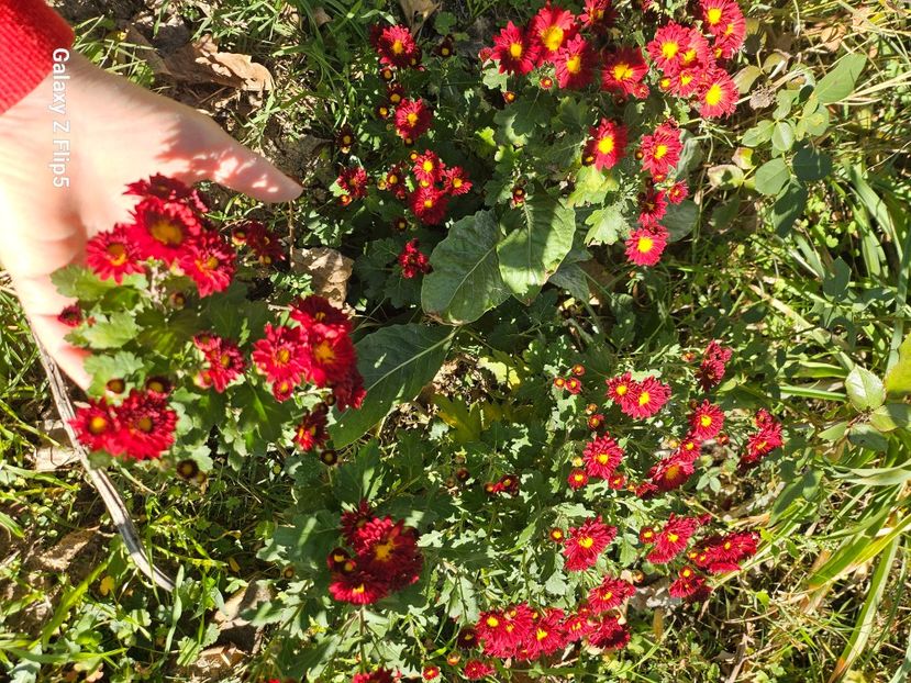 b51fcb22-a399-4fee-b1b5-e6984f970f16-1_all_75701 - Crizanteme 22 23 24