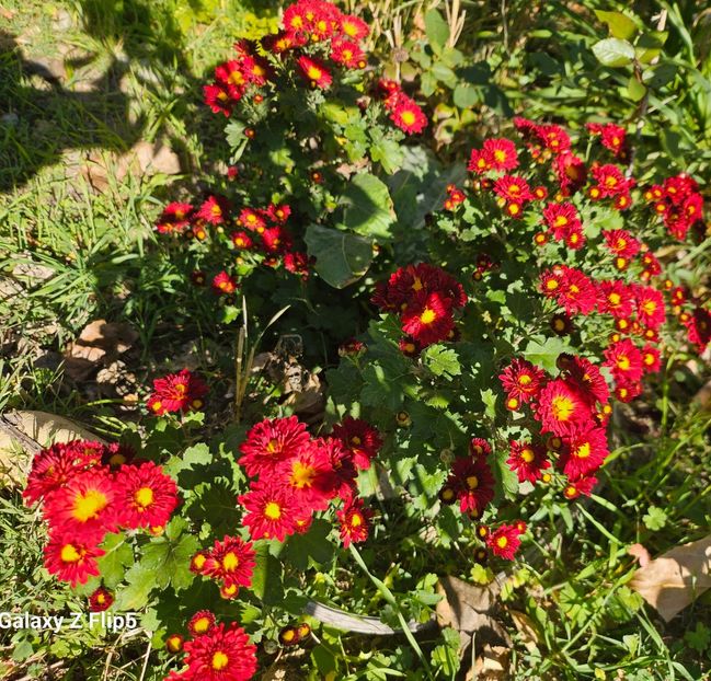  - Crizanteme 22 23 24