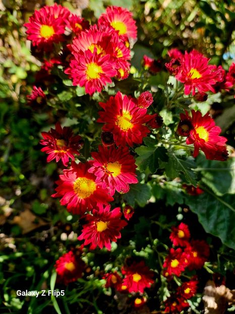  - Crizanteme 22 23 24