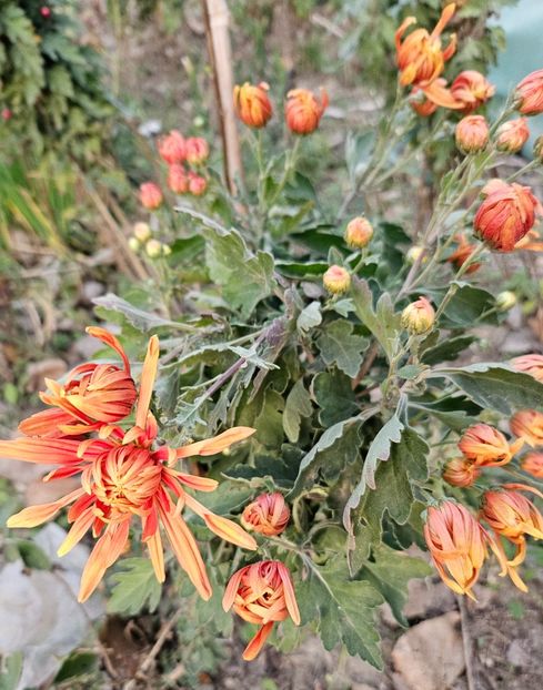  - Crizanteme 22 23 24