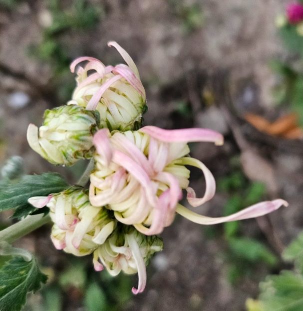  - Crizanteme 22 23 24