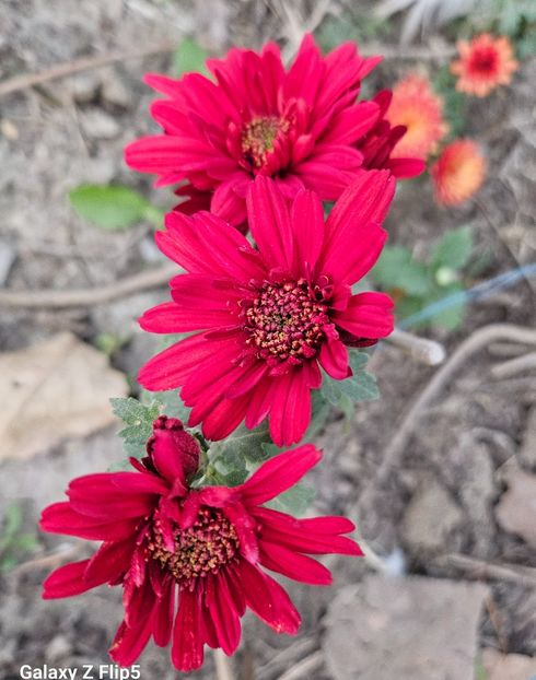  - Crizanteme 22 23 24