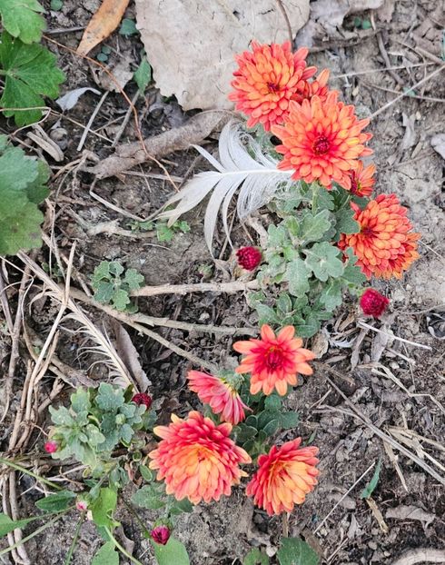  - Crizanteme 22 23 24