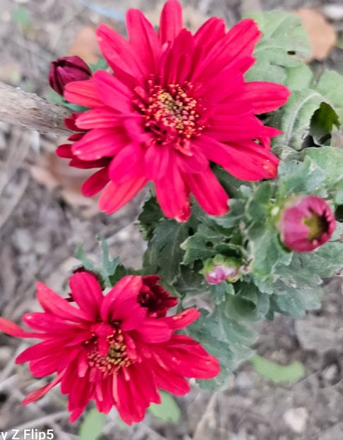  - Crizanteme 22 23 24