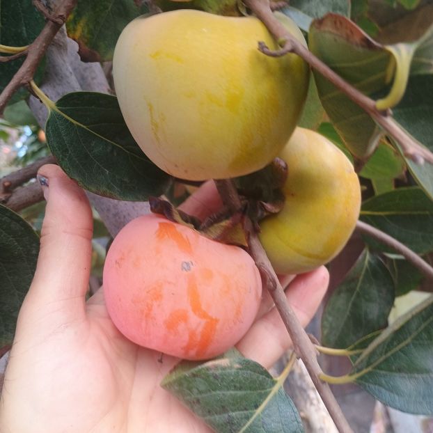 Vaniglia - Arbori fructiferi 2024