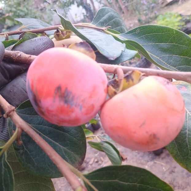  - Arbori fructiferi 2024