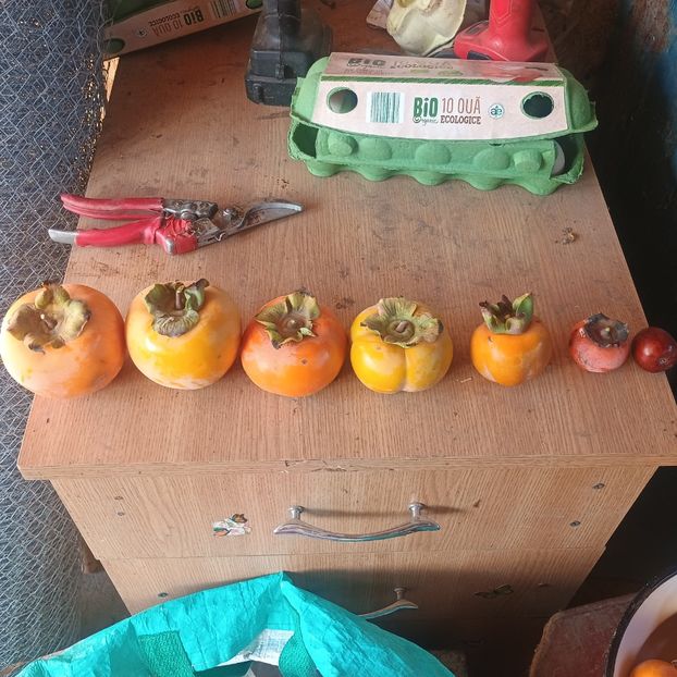 Rojo,Vaniglia,Jiro,Sharon,Costata,Rosseyanka,jujube Li - Arbori fructiferi 2024