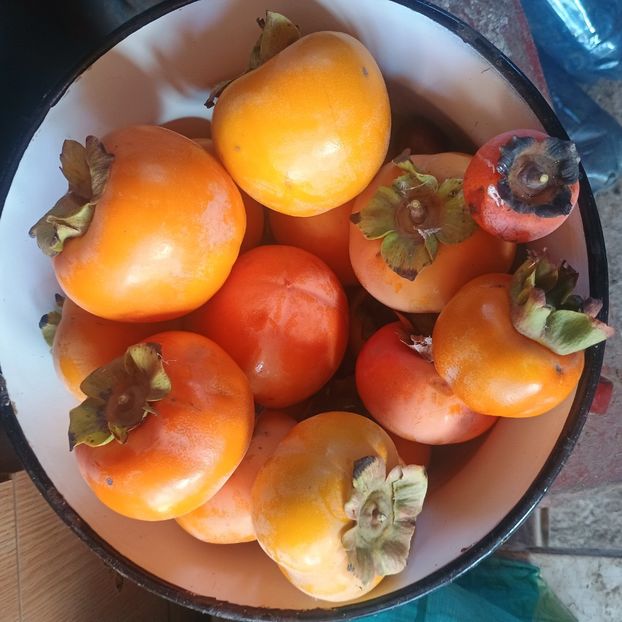  - Arbori fructiferi 2024