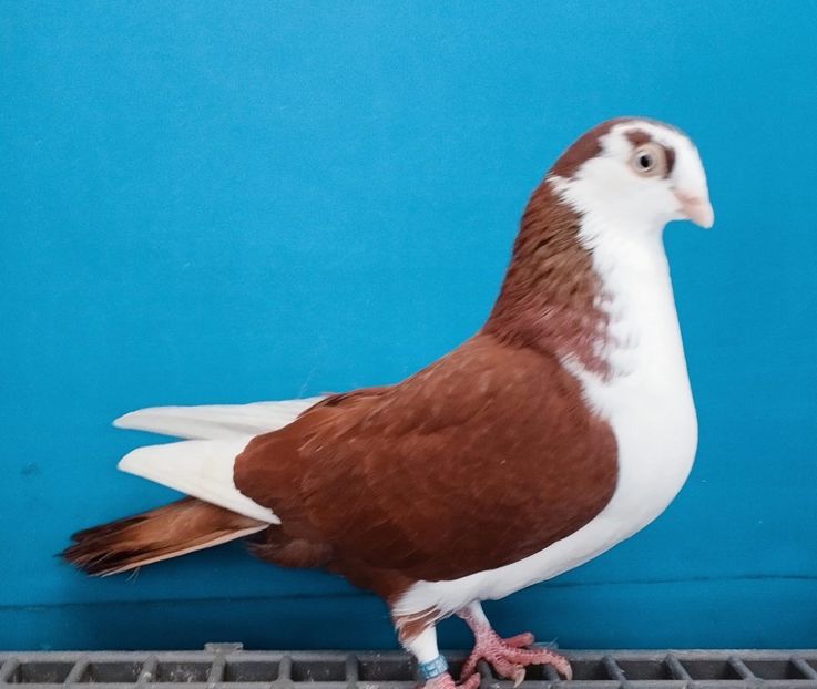 13441  Femelă  2024 - Plecați ALBUM 4