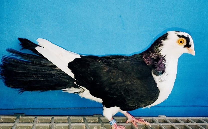 28052  Femelă  2024 - Jucători de Galați