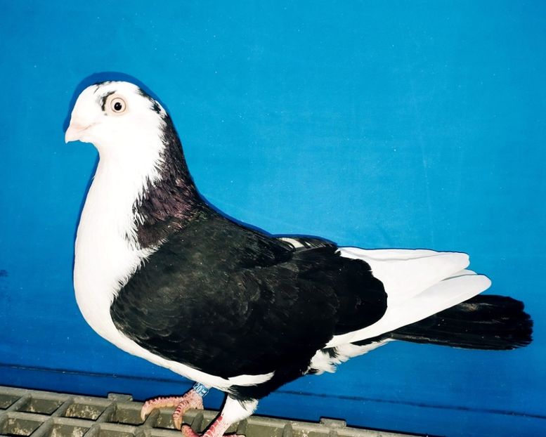 28120  Mascul  2024 - Jucători de Galați