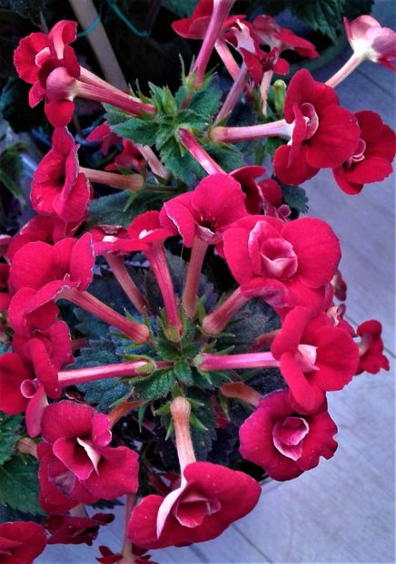 - 000018 ACHIMENES