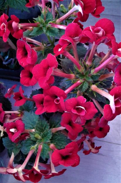 - 000018 ACHIMENES