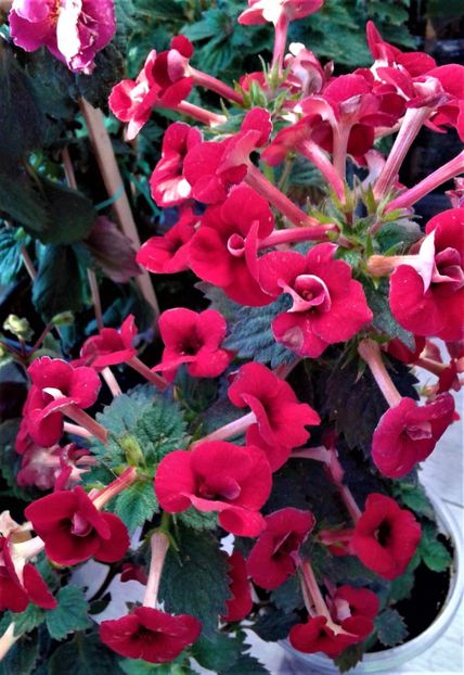  - 000018 ACHIMENES
