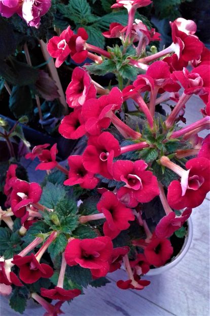  - 000018 ACHIMENES