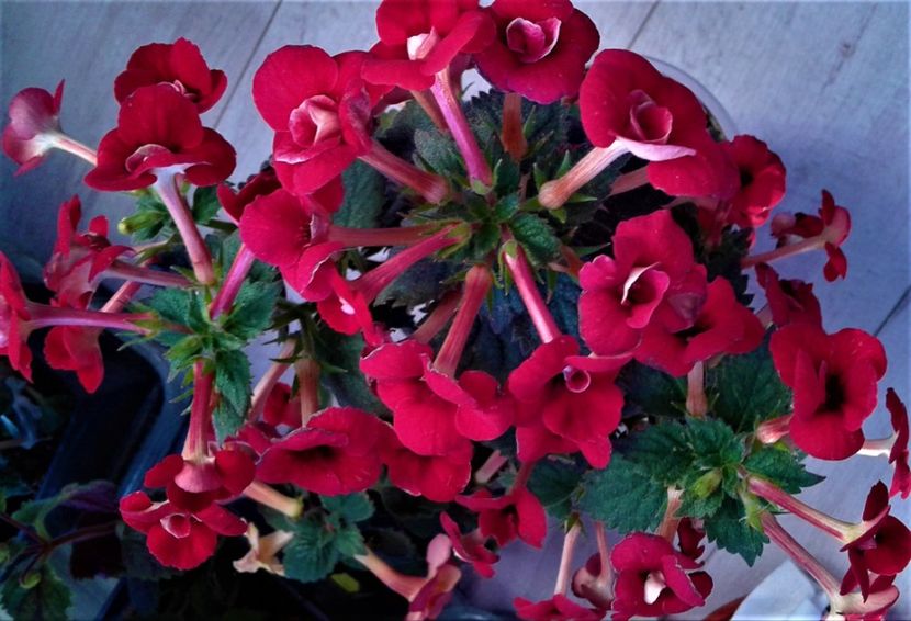  - 000018 ACHIMENES