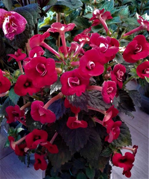  - 000018 ACHIMENES