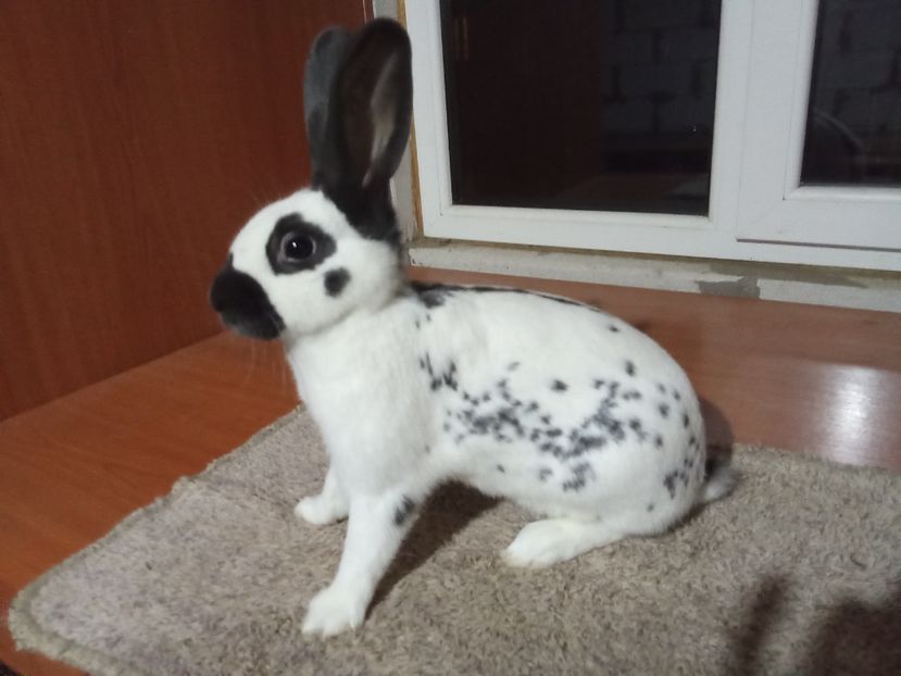 FEMELA RO 28 -4420 - 2-PESTRIT ENGLEZ