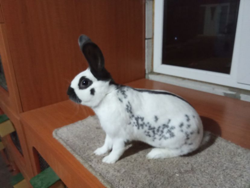 MASCUL RO 28 -1410 - 2-PESTRIT ENGLEZ