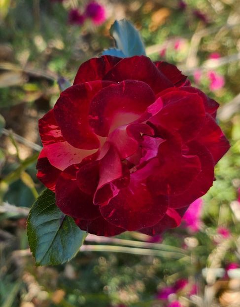  - Trandafiri 2023 3 2024