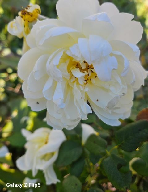  - Trandafiri 2023 3 2024