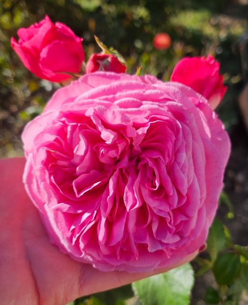  - Trandafiri 2023 3 2024