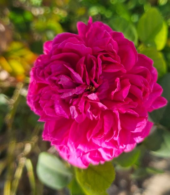  - Trandafiri 2023 3 2024