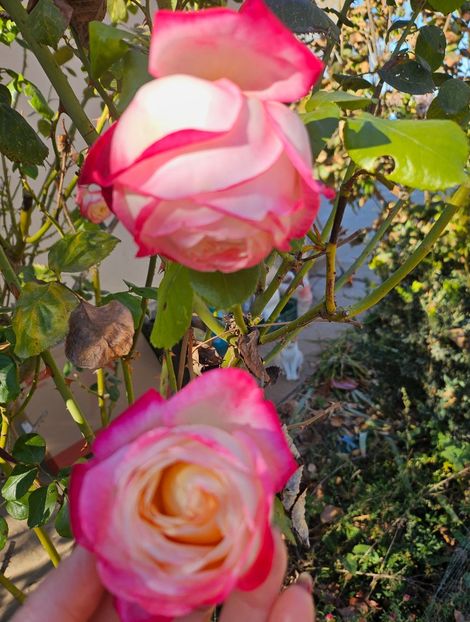  - Trandafiri 2023 3 2024