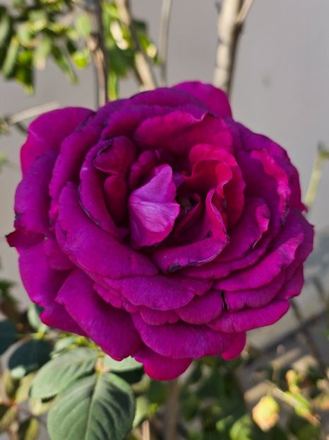  - Trandafiri 2023 3 2024