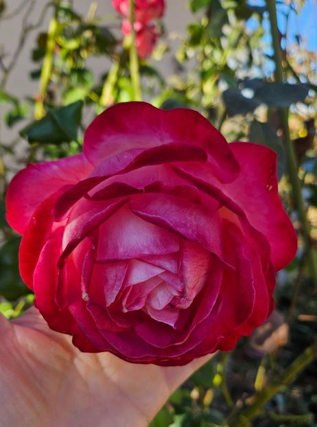  - Trandafiri 2023 3 2024