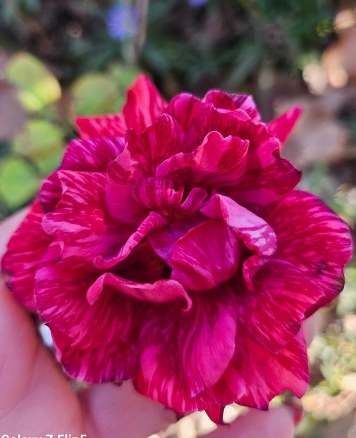  - Trandafiri 2023 3 2024