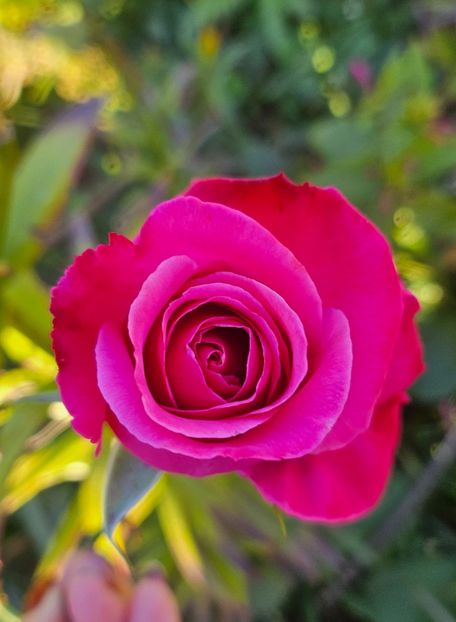  - Trandafiri 2023 3 2024