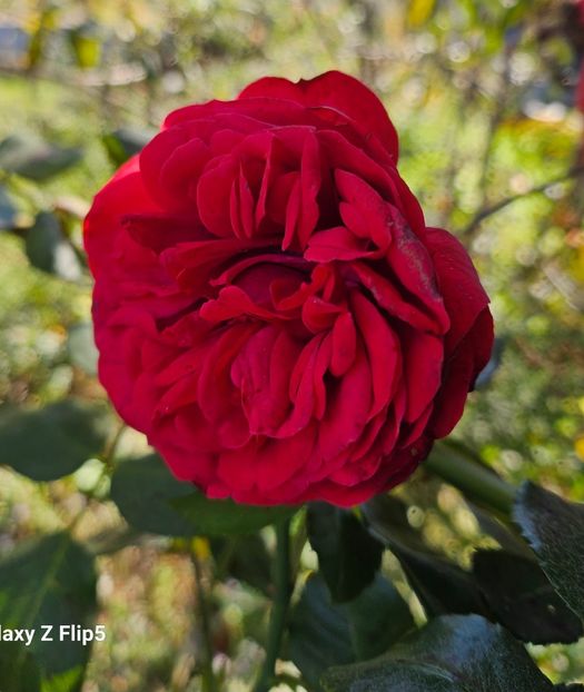  - Trandafiri 2023 3 2024