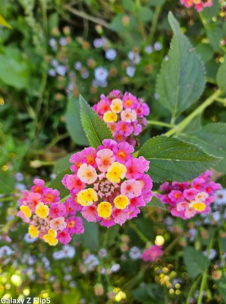  - Trandafiri 2023 3 2024