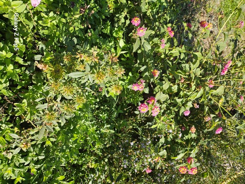  - Trandafiri 2023 3 2024