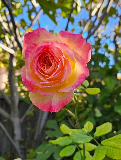 Garstenpass - Trandafiri 2023 3 2024