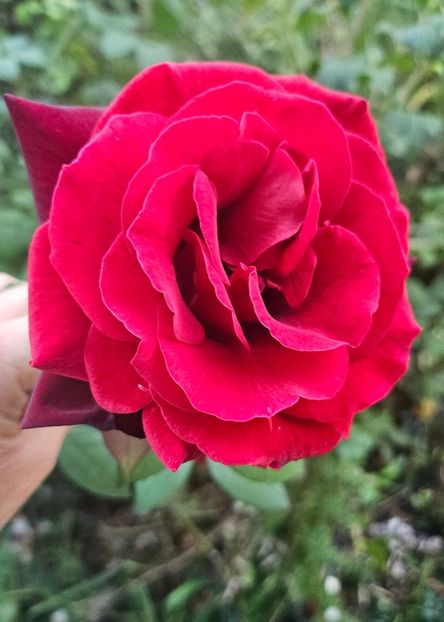  - Trandafiri 2023 3 2024