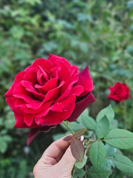  - Trandafiri 2023 3 2024