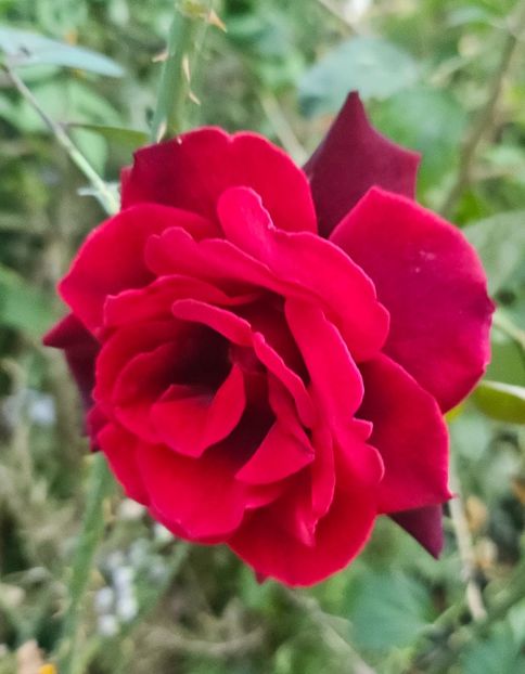  - Trandafiri 2023 3 2024