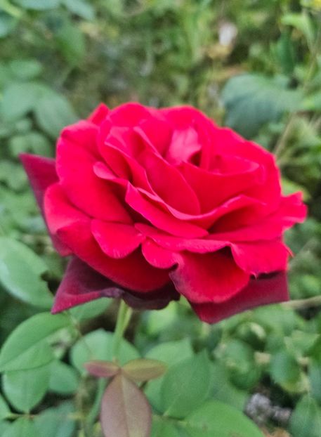  - Trandafiri 2023 3 2024