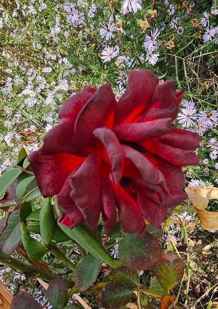  - Trandafiri 2023 3 2024