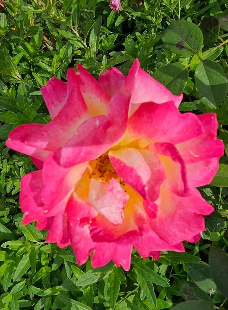  - Trandafiri 2023 3 2024